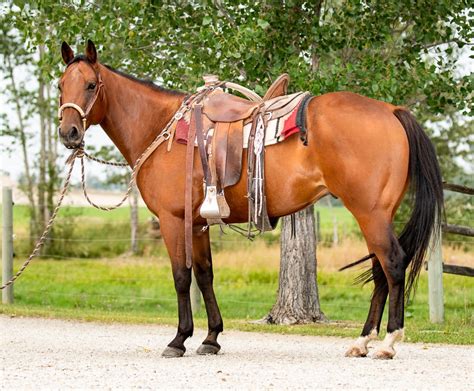 Quarter horses for sale in montana - R Lazy 6 Quarter Horses - Horses for Sale in Montana. Welcome. Stallion. Mares. Horses for Sale. Gallery. Welcome.
